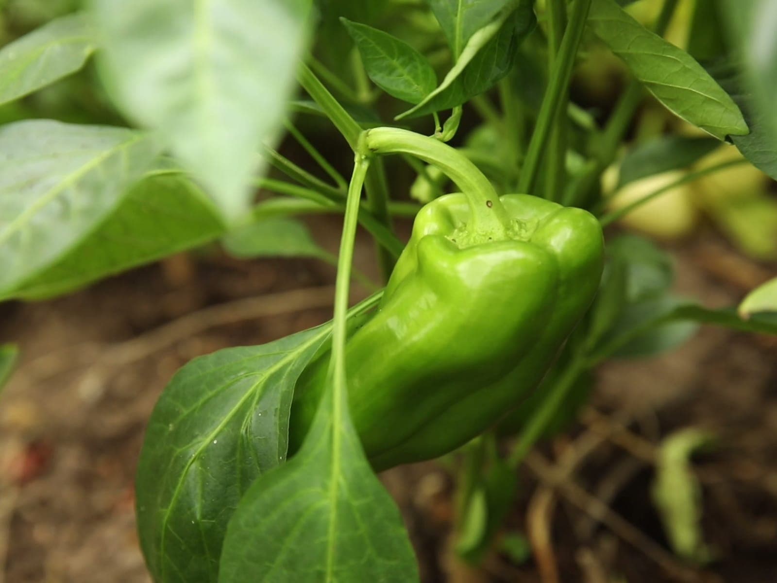 Bell Peppers & Specialty Peppers grown by Southern Corporate Packers