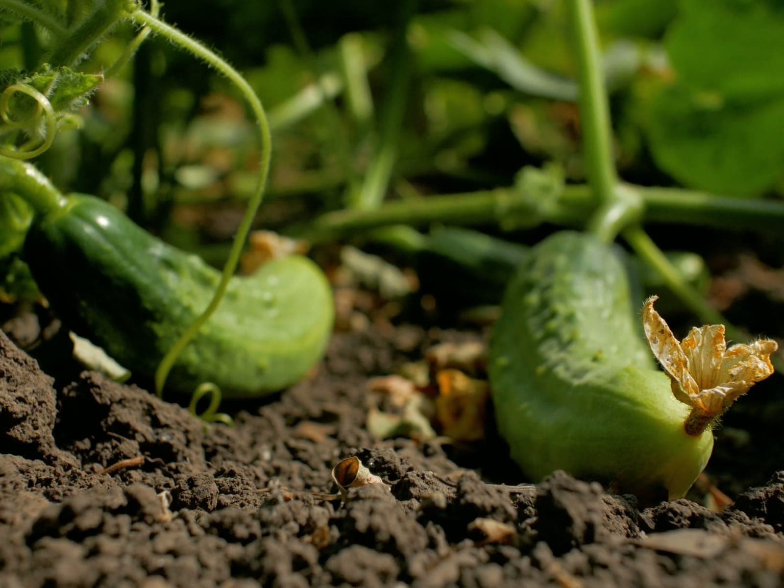 Cucumbers grown by Southern Corporate Packers