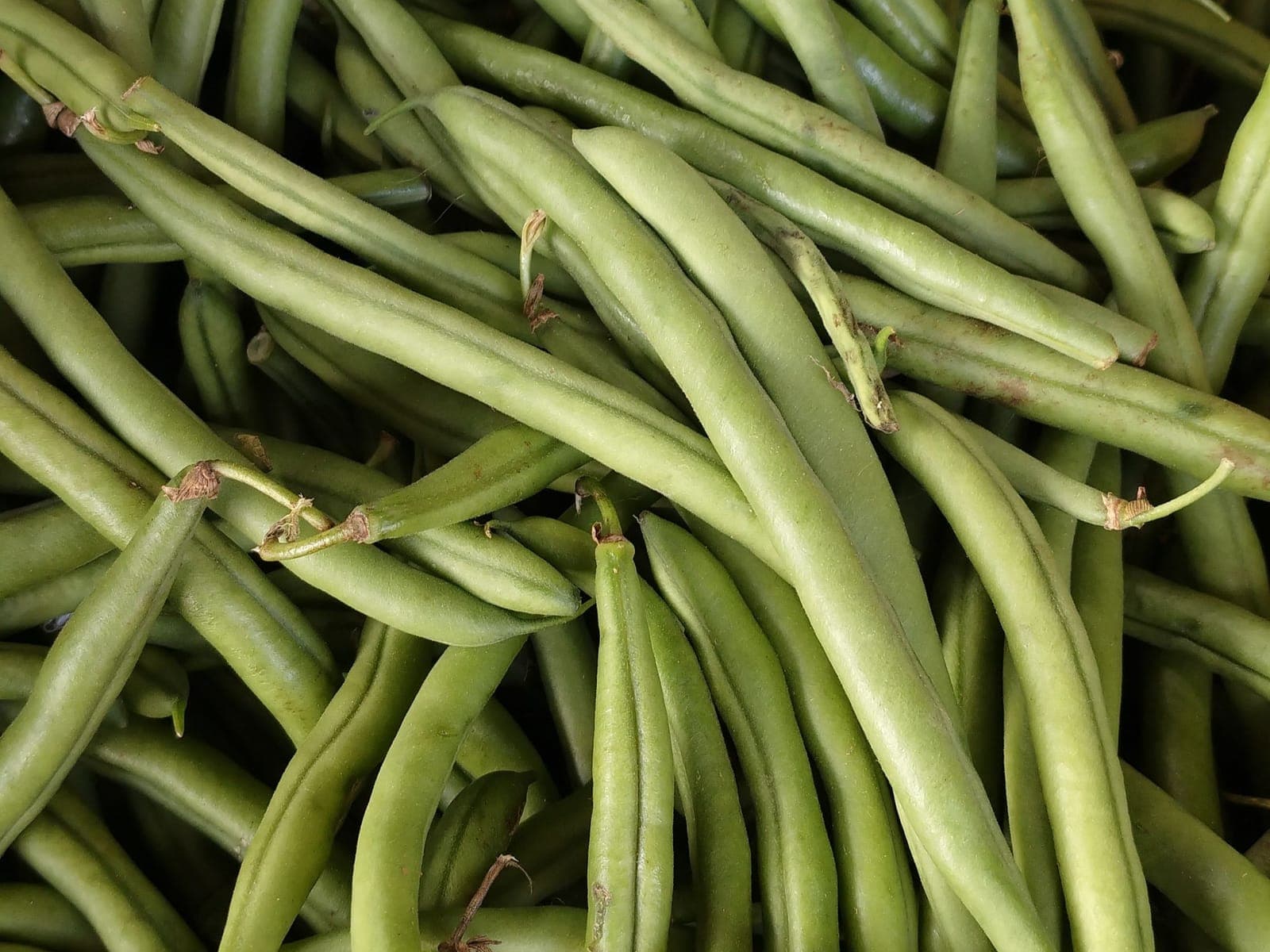 Green Beans grown by Southern Corporate Packers