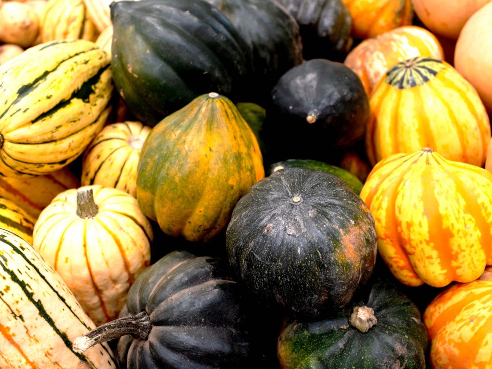 Hard & Winter Squash grown by Southern Corporate Packers