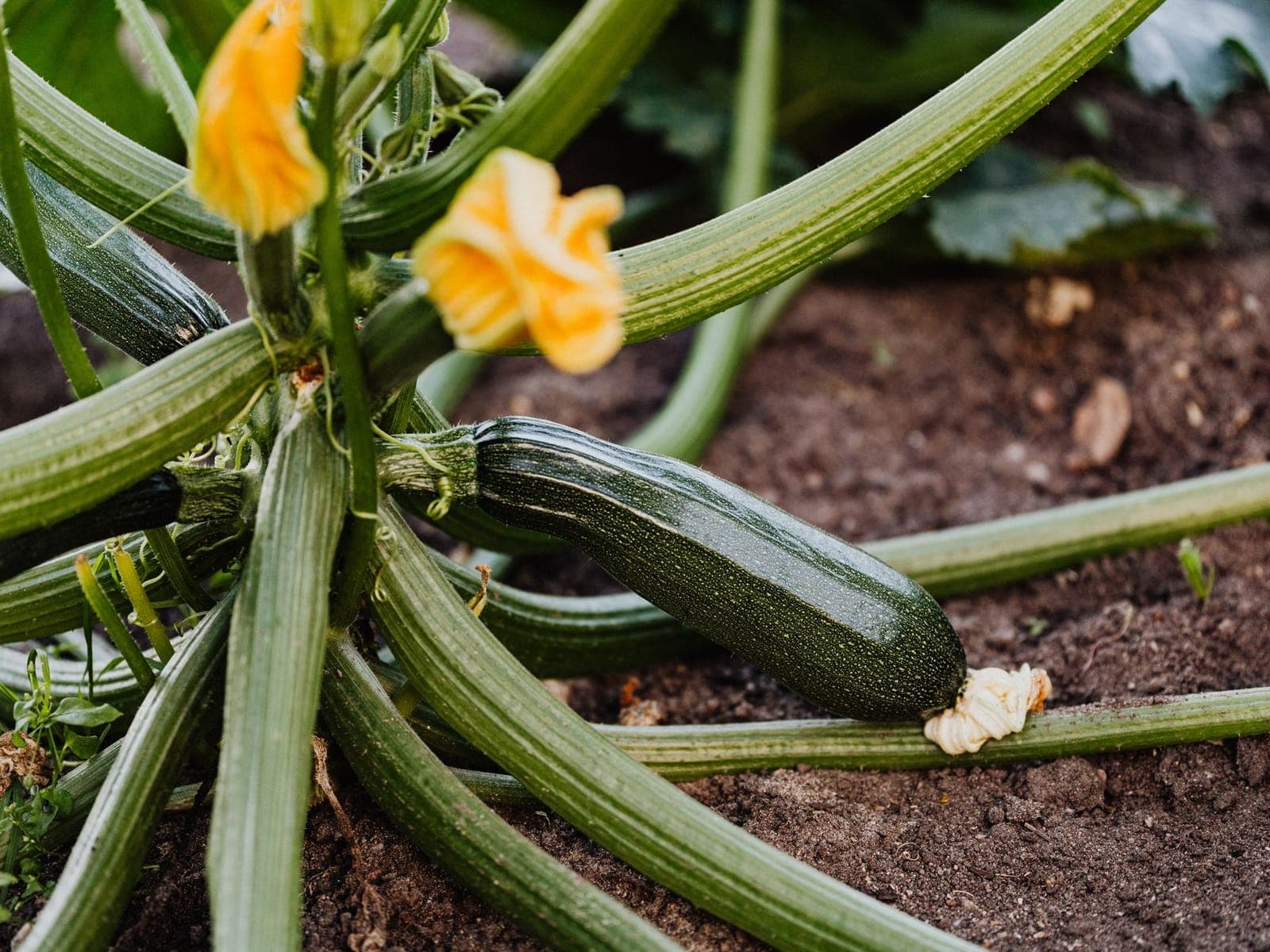 Squash grown by Southern Corporate Packers