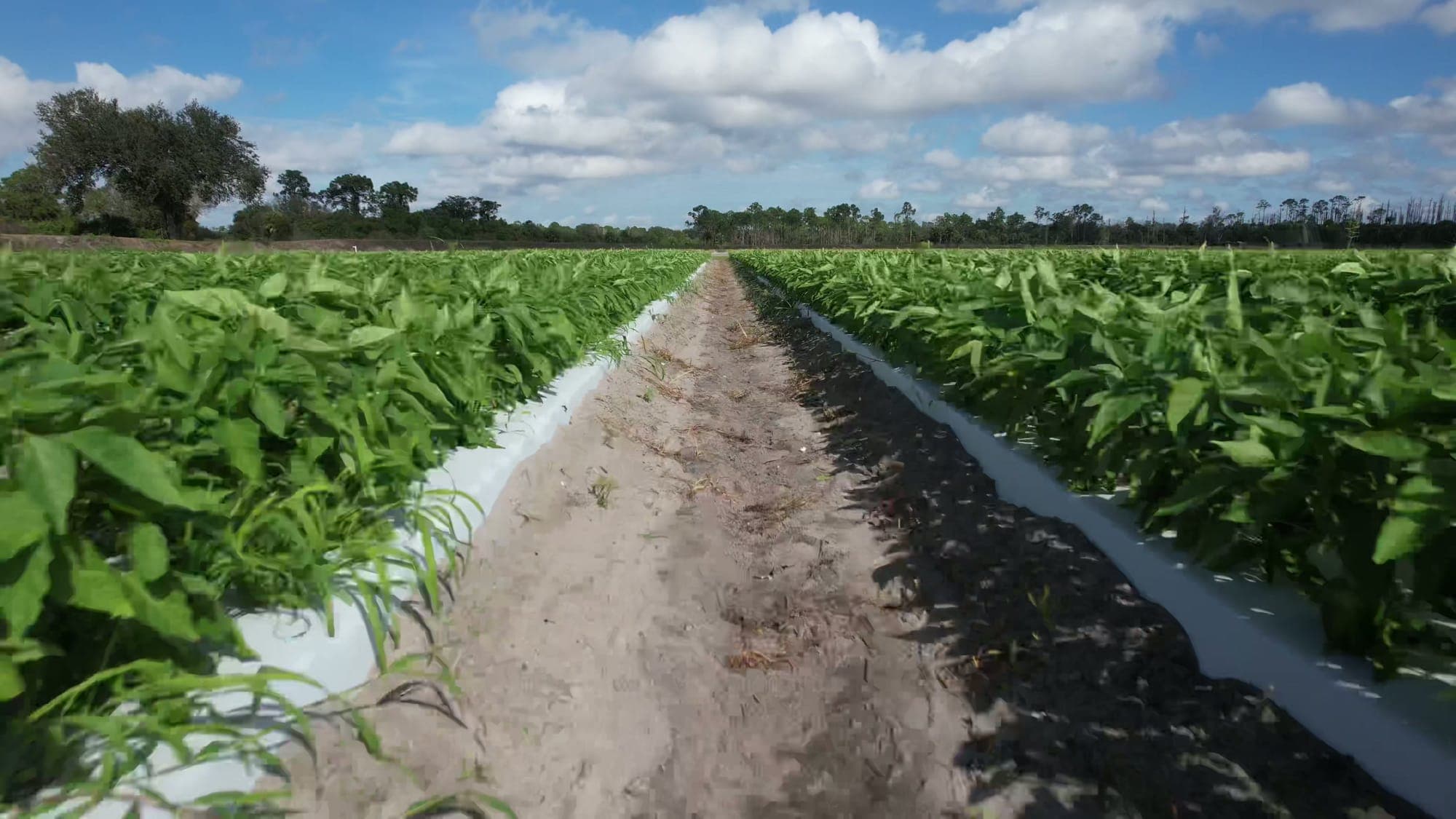 Planting at a Southern Corporate Packers farm