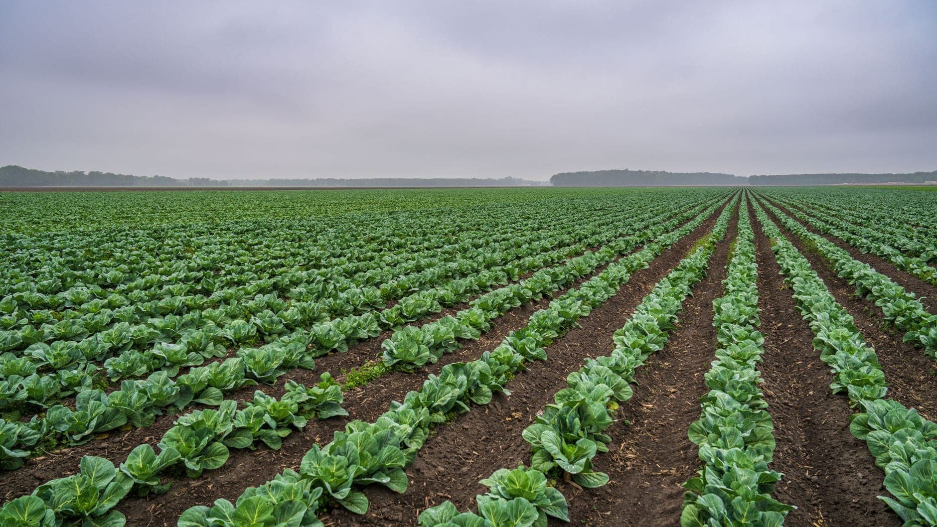 Vegetable rows running to the horizon on a Southern Corporate Packers farm