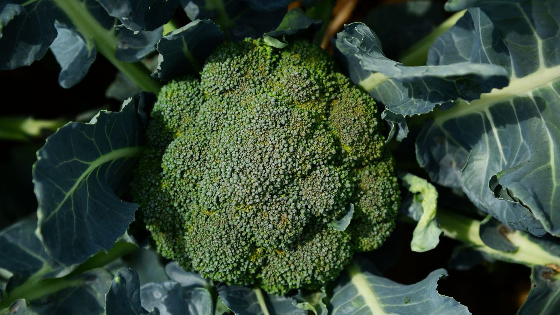 Broccoli shipped by Southern Corporate Packers