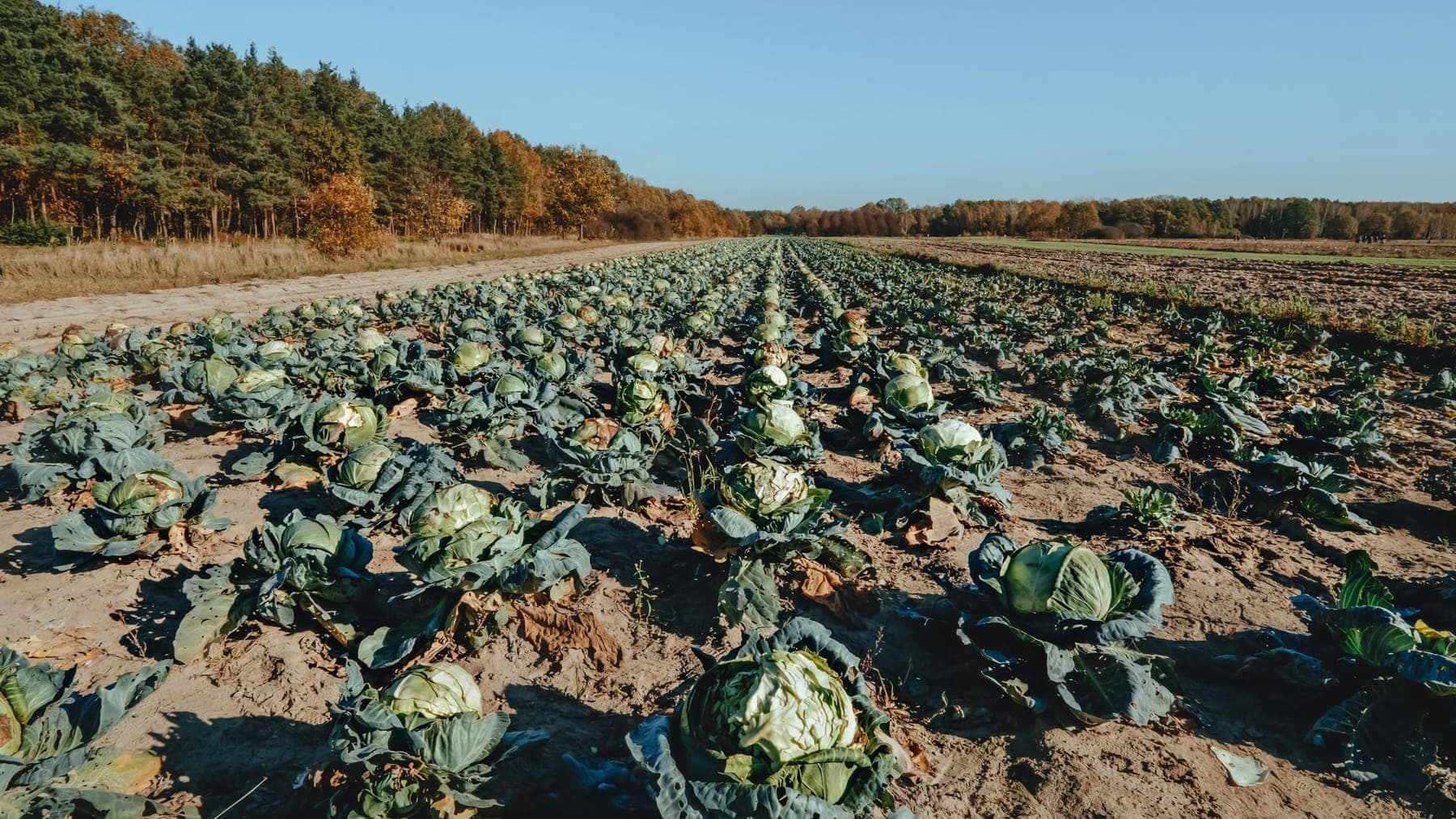 Cabbage shipped by Southern Corporate Packers