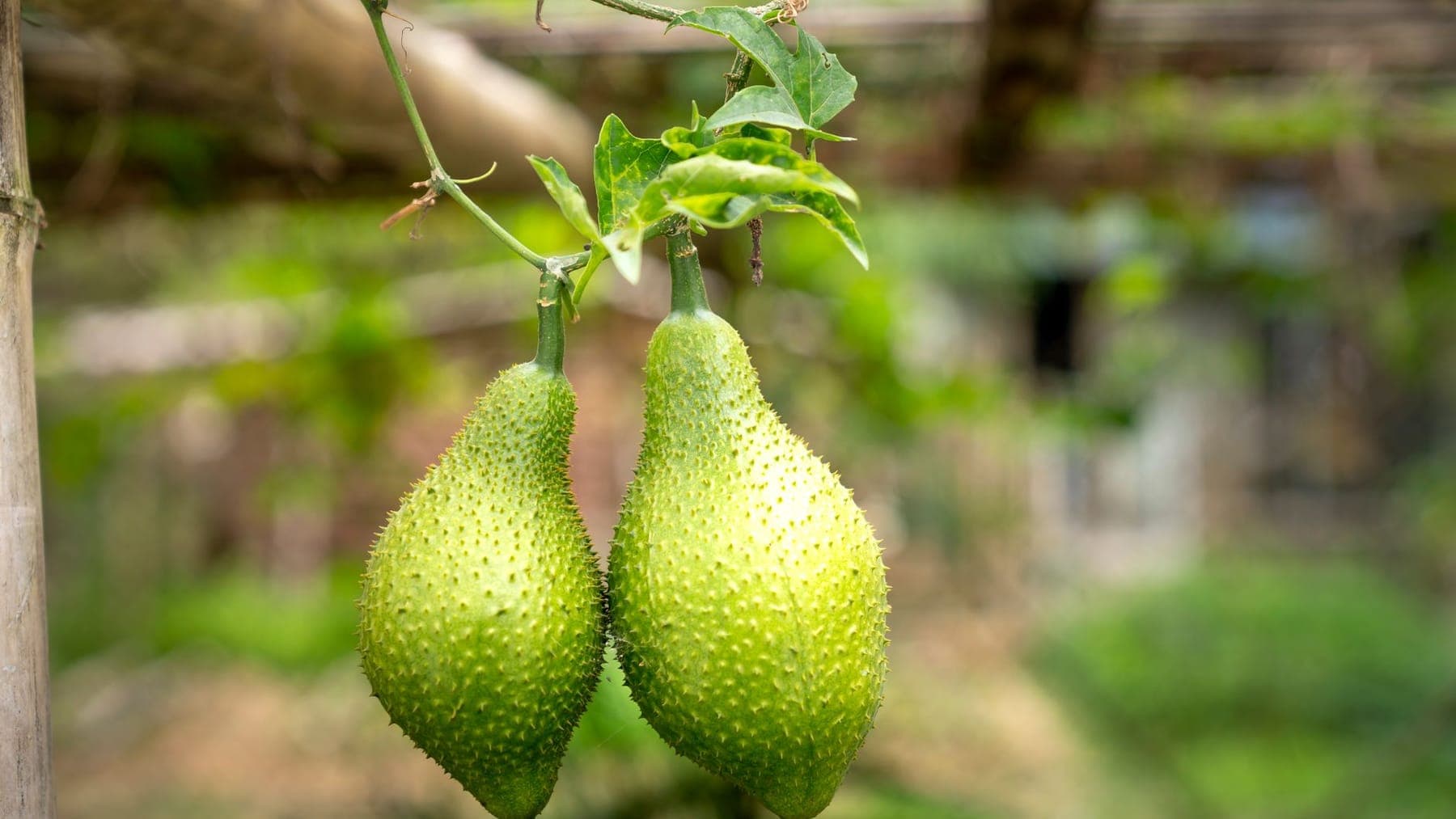 Calabaza & Chayote shipped by Southern Corporate Packers