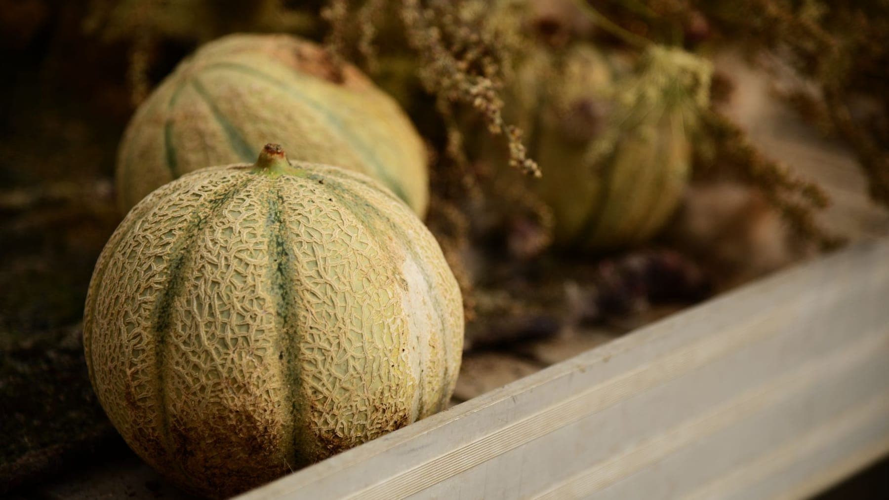 Cantaloupe shipped by Southern Corporate Packers