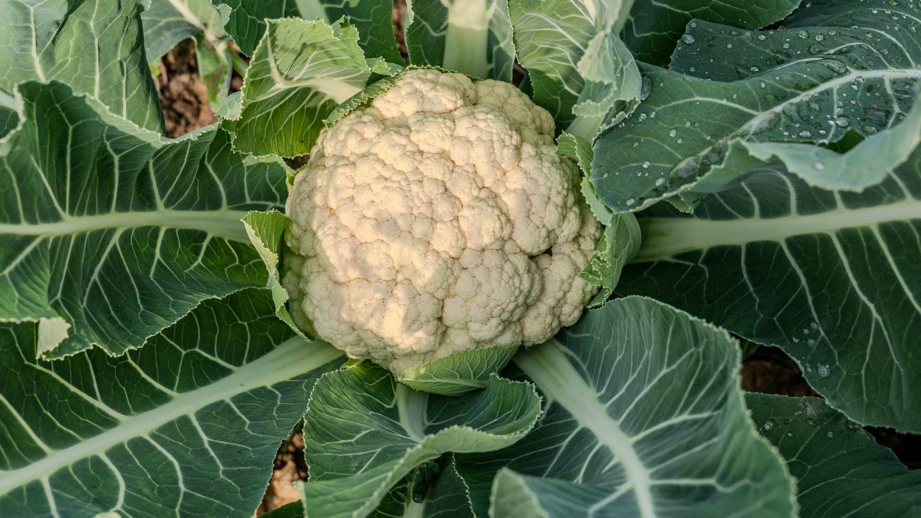 Cauliflower shipped by Southern Corporate Packers