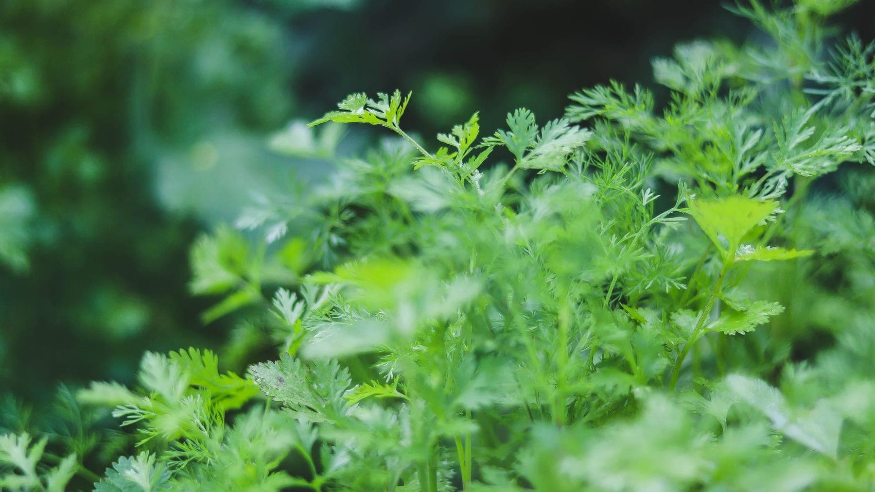 Cilantro & Parsley shipped by Southern Corporate Packers