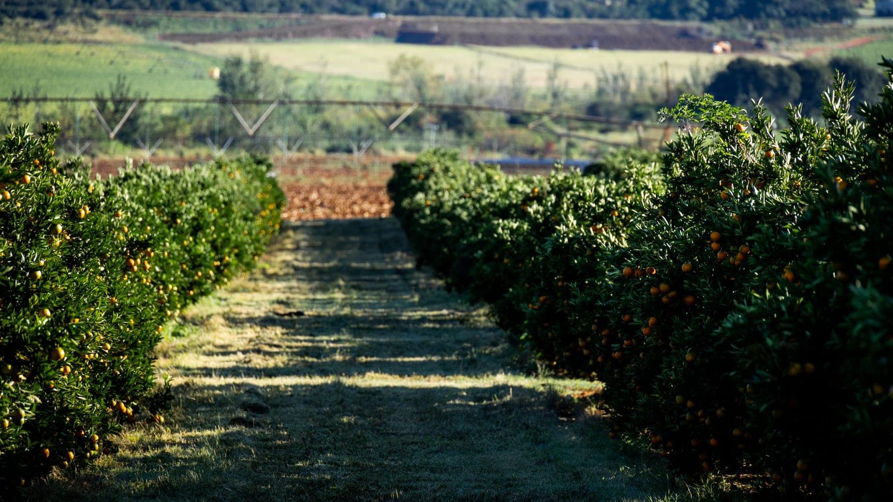 Citrus shipped by Southern Corporate Packers