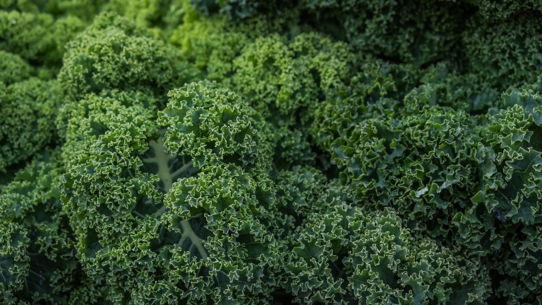 Kale shipped by Southern Corporate Packers