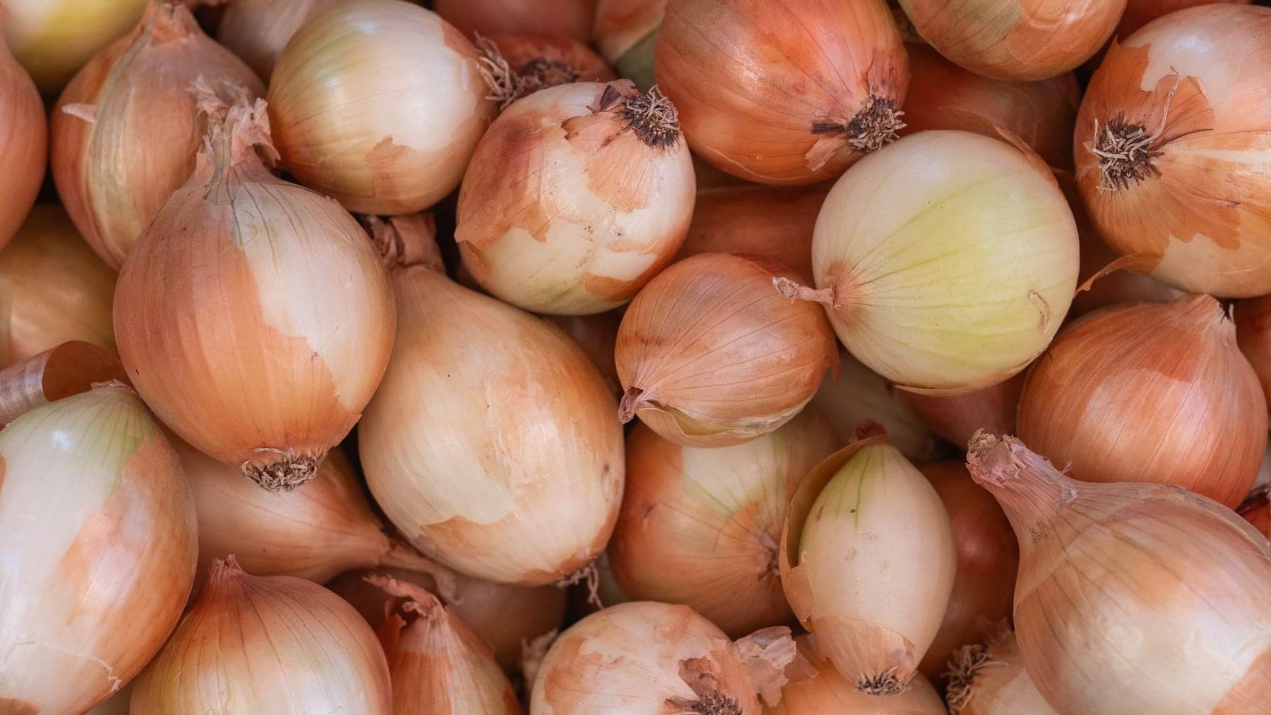 Onions shipped by Southern Corporate Packers