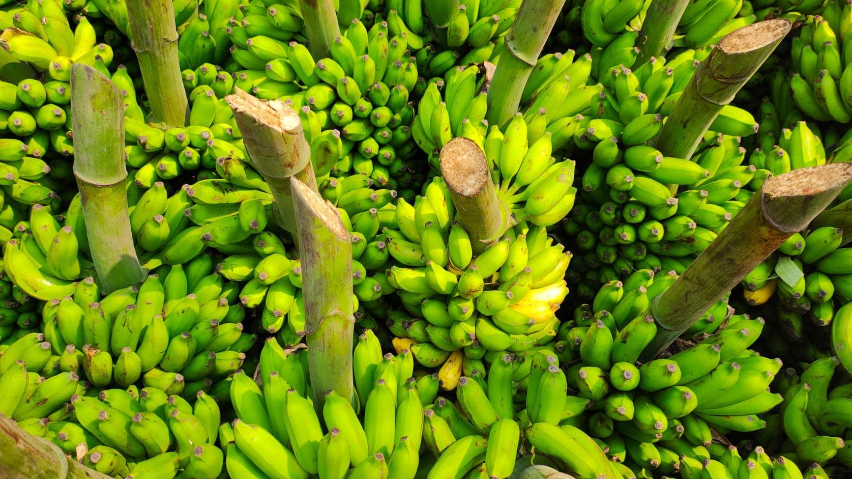 Plantains shipped by Southern Corporate Packers