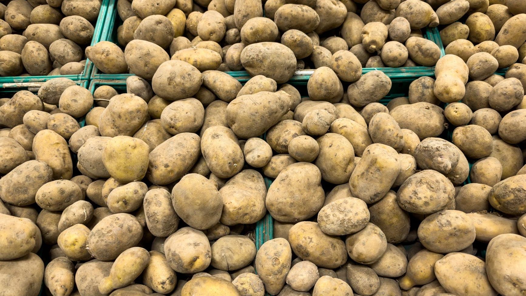 Potatoes shipped by Southern Corporate Packers
