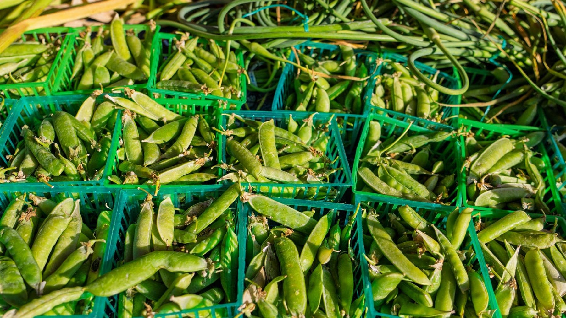 Snap Peas & Specialty Beans shipped by Southern Corporate Packers