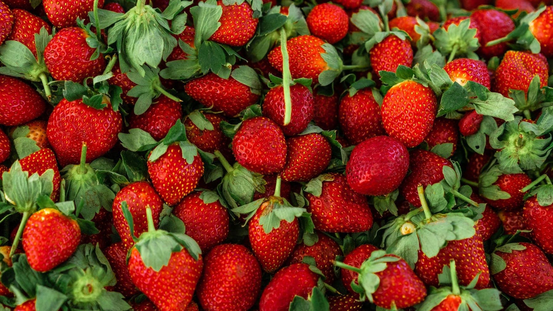 Strawberries shipped by Southern Corporate Packers
