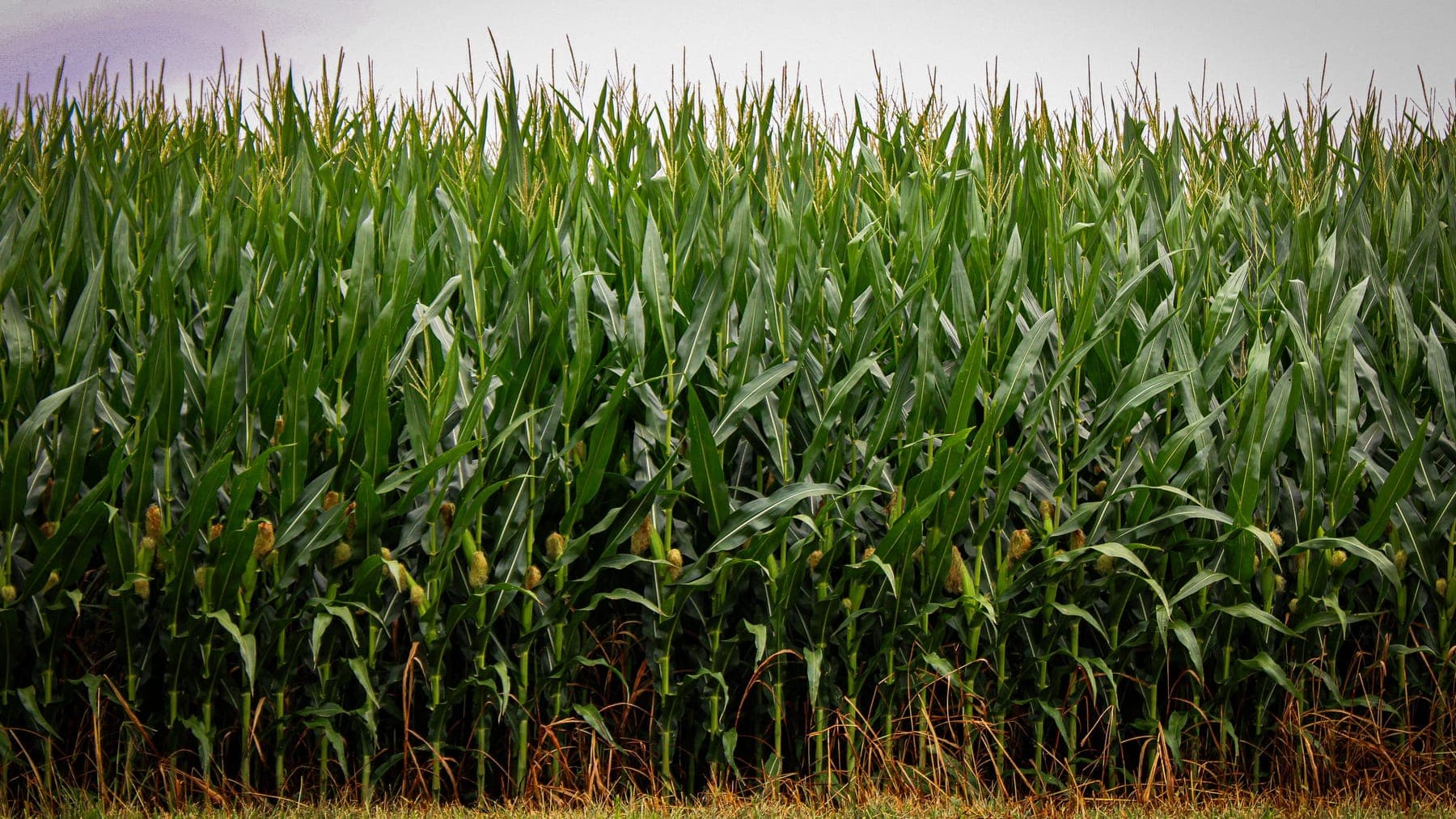 Sweet Corn shipped by Southern Corporate Packers